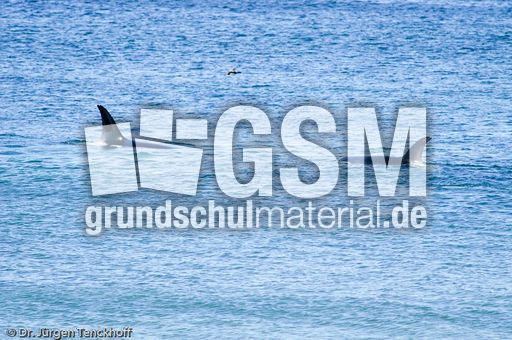 Orca (45 von 59).jpg